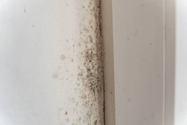 Best Forensic Mold Investigation  in Gateway, AK